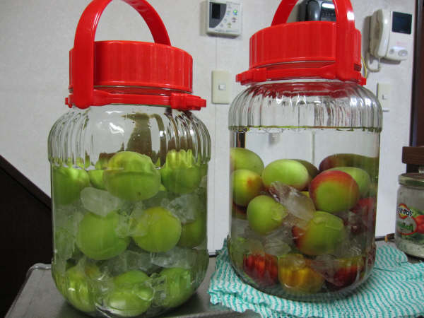 貴重な南高梅ありがとうございました!(*゜▽゜)ノ