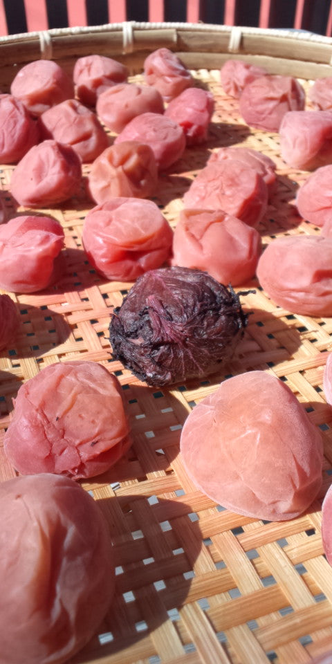 初めての紫蘇梅