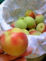 こんにちは!梅にぞっこんです。