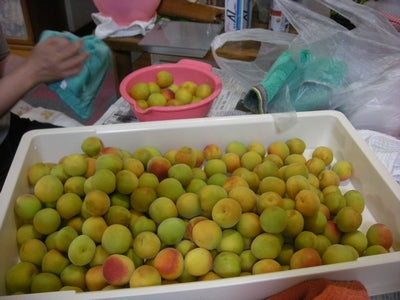 今年も梅仕事の始まり