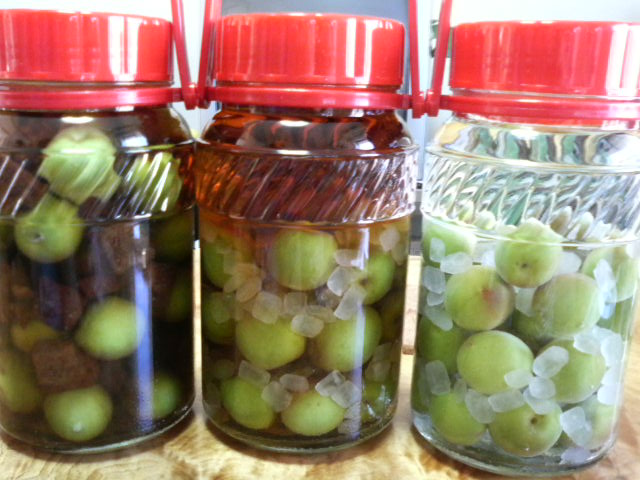 梅、届きました