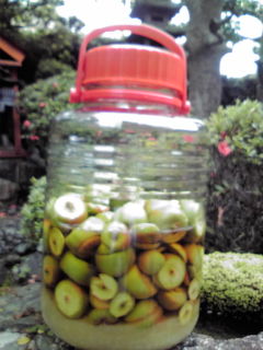 紅梅ちゃん受け取りました!