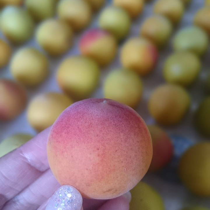 梅干し仕込みました!