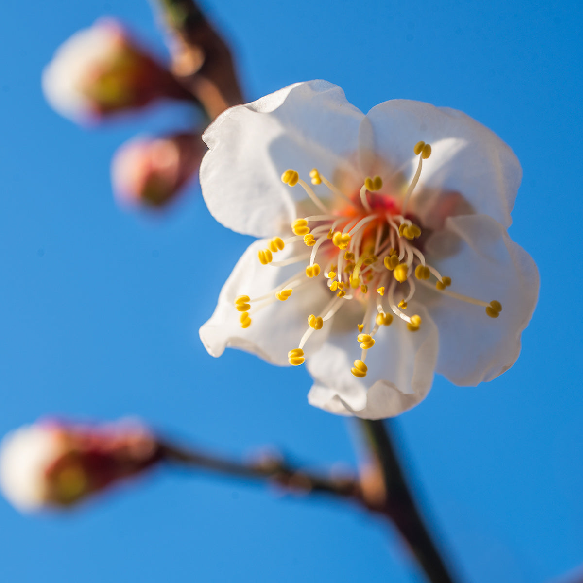 はやいぞ、はやいぞ梅の花