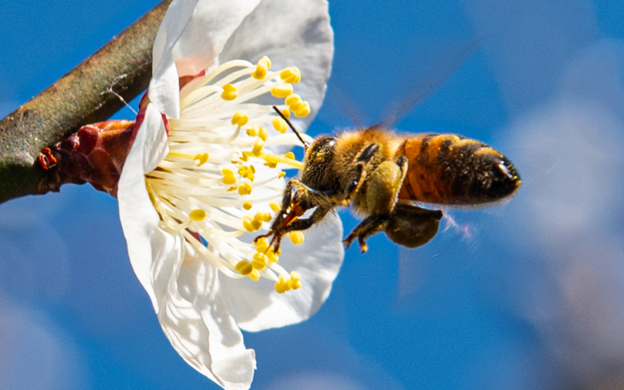 花粉まみれなミツバチ