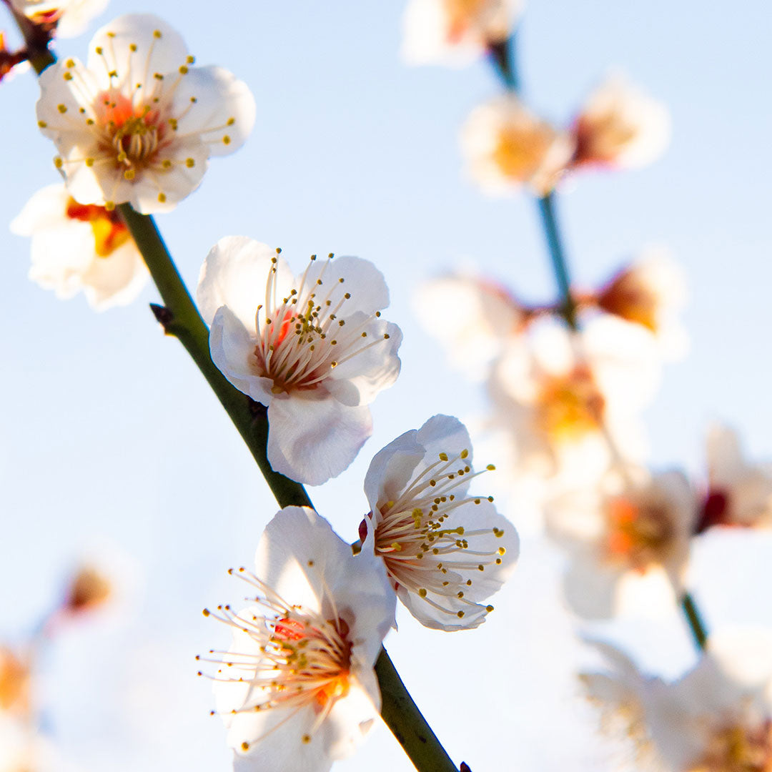 梅から桜へ