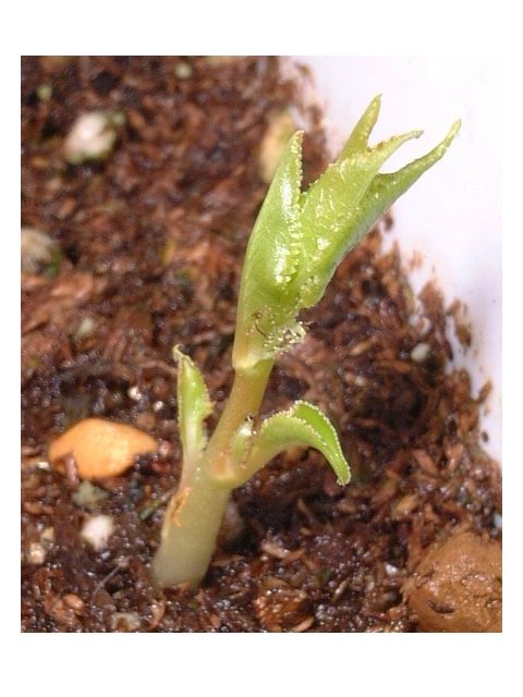 発芽しました。