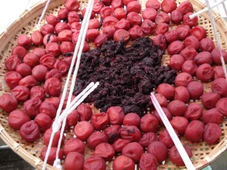 無事漬かり、今日から干します