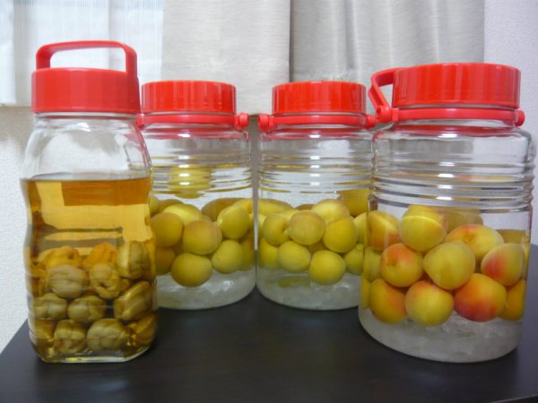 樹熟南高梅到着しました☆