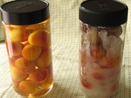 梅ありがとうございます