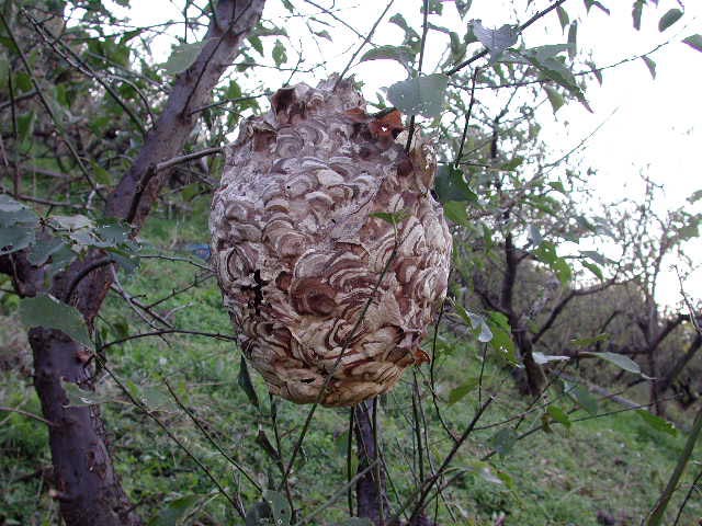 ハチの巣