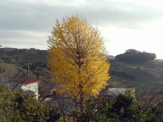 銀杏