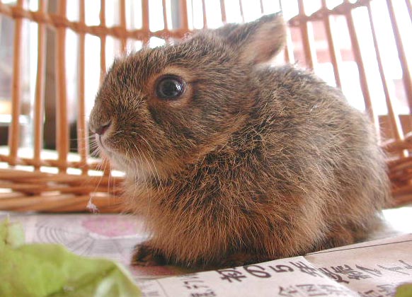 のろまなウサギ