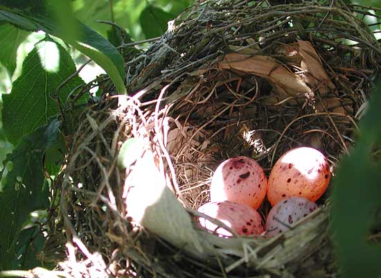 見つからないように。