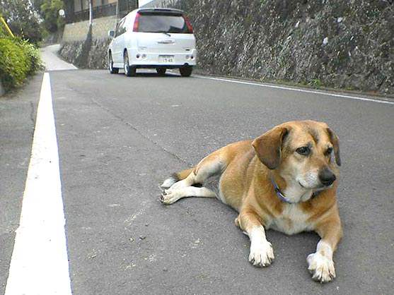 べた犬