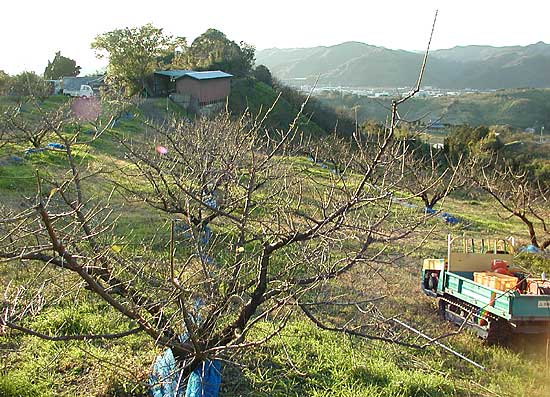 花芽