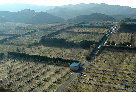 岩代(いわしろ)