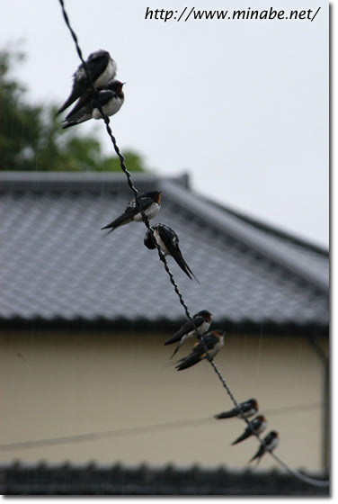 雨に濡れるカップル