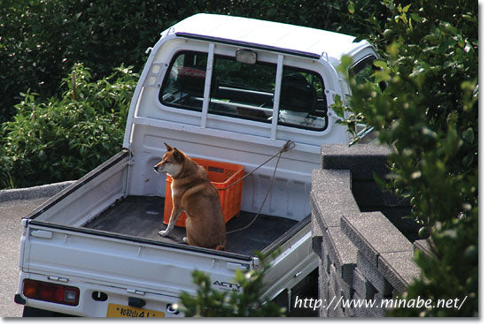 梅と犬