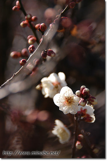 一番花まだ?