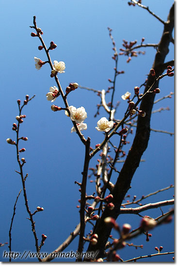 お花見本番前
