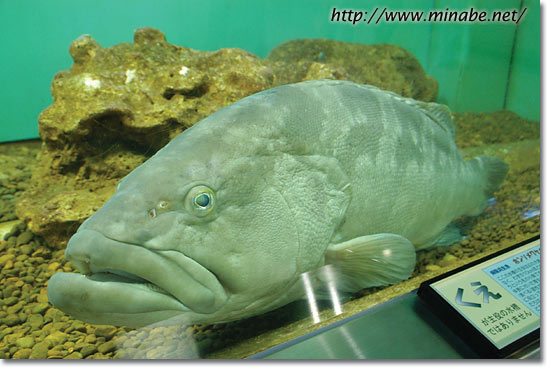 幻の高級魚