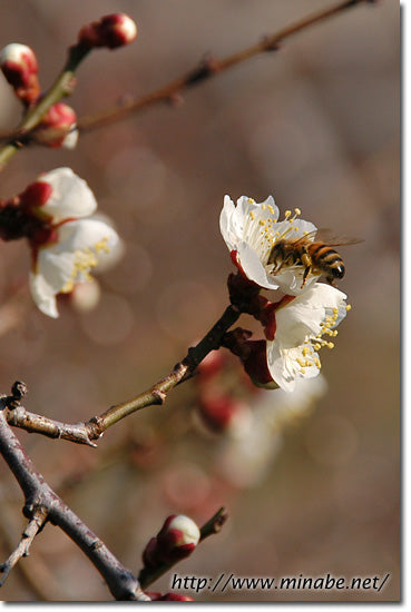 ほんとに2月?