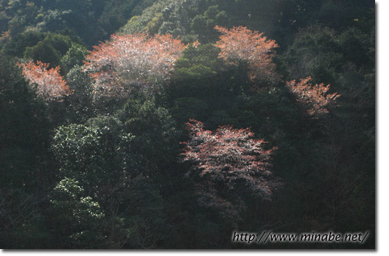 山桜情報