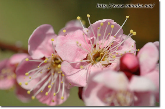 今日の花梅・古今欄