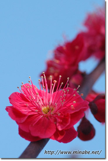 今日の花梅・鹿児島紅
