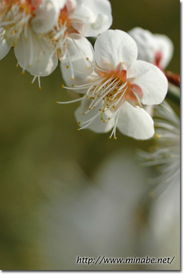 今日の花梅・日月