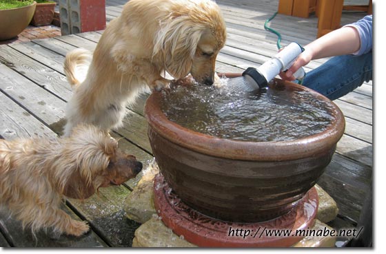 水遊びの季節