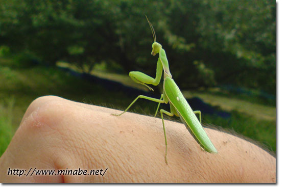 手乗りカマキリ