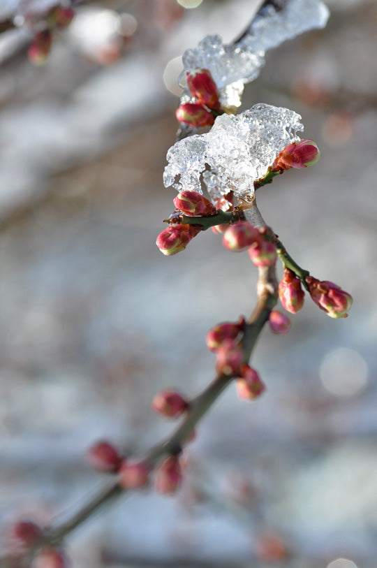 雪化粧