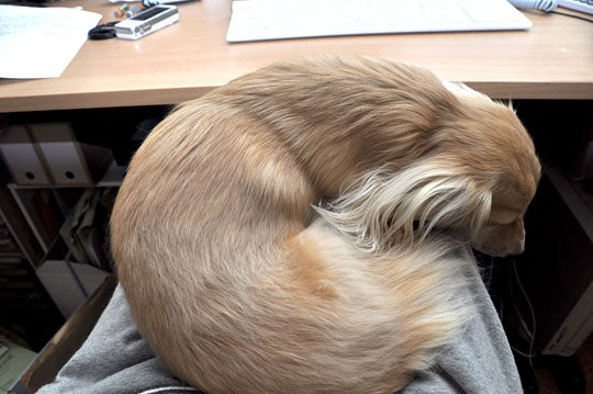 ネコ犬