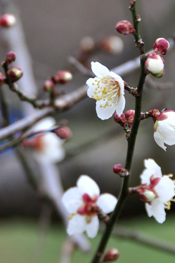 探梅、咲き始め