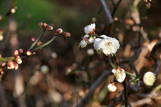 ミニ梅林2・クネクネの件