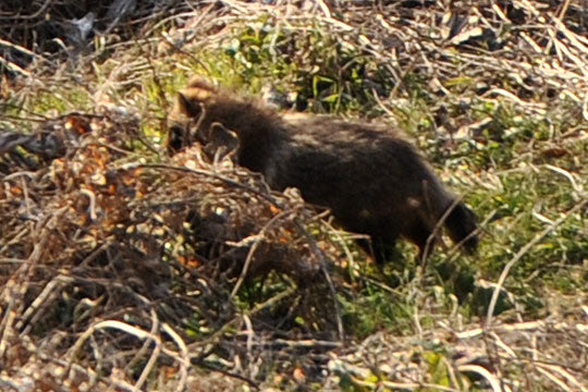 タヌキの事情