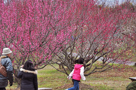 梅公園の紅梅