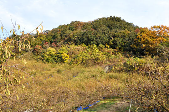 なんとなくこうよう2010