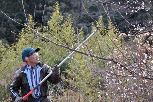 梅を観に来る人、切る人