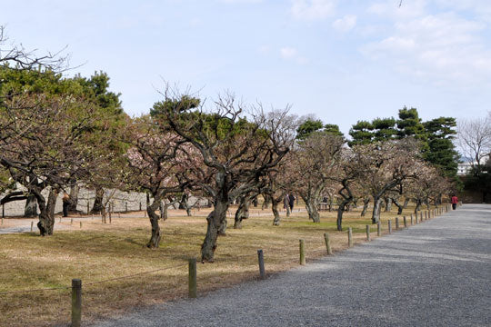 梅を語る会 in kyoto