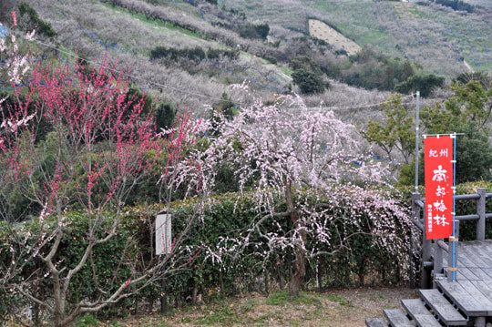 ラストサンデー