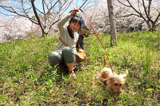 桜とダムと鯉のぼり