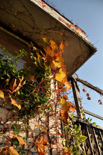 なんとなく紅葉2011