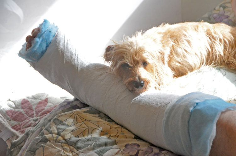 介護犬