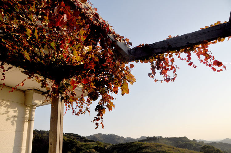 なんとなく紅葉2012