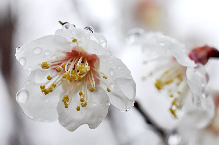 雨の雫と梅の花