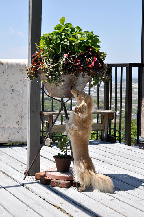 収穫したいもの