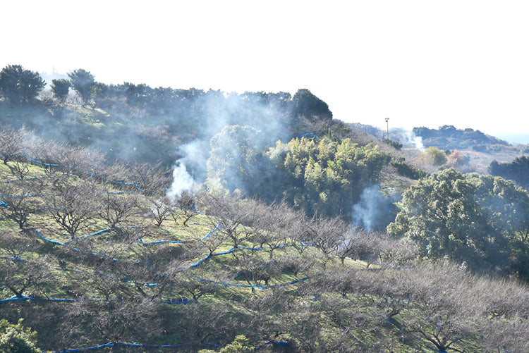 モクモクのイブ